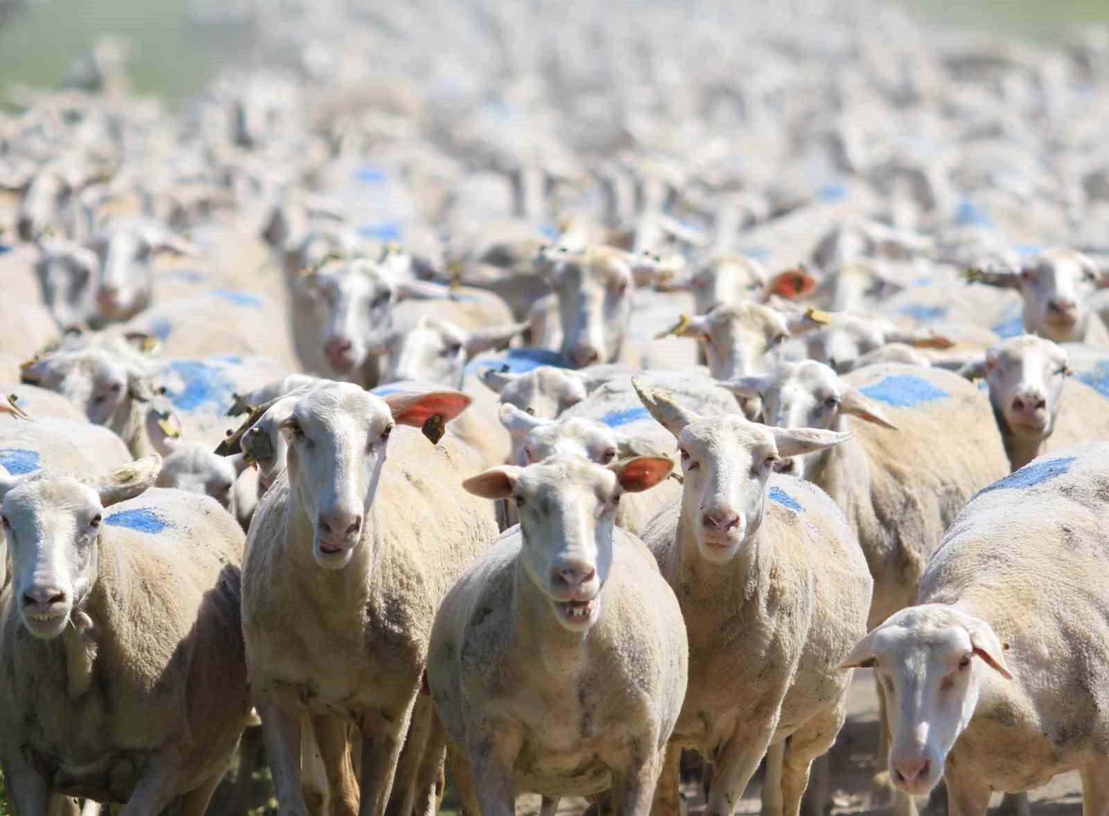 "Kırsalda Bereket" projesinde 18 bin 393 gebe düve, 9 bin 800 küçükbaş dağıtıldı
