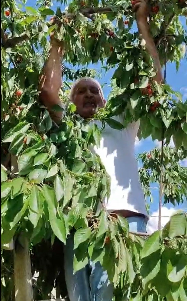 Kitre köyünde olgunlaşan kirazların dalda kalanları kargalara bırakılıyor
