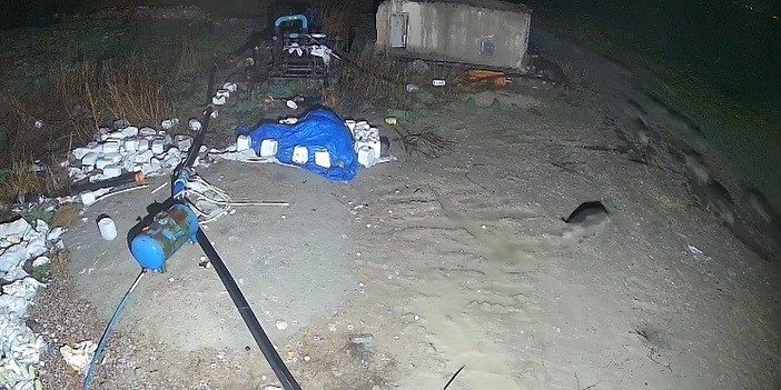 Konya’da domuz sürüsü yerleşim alanına indi
