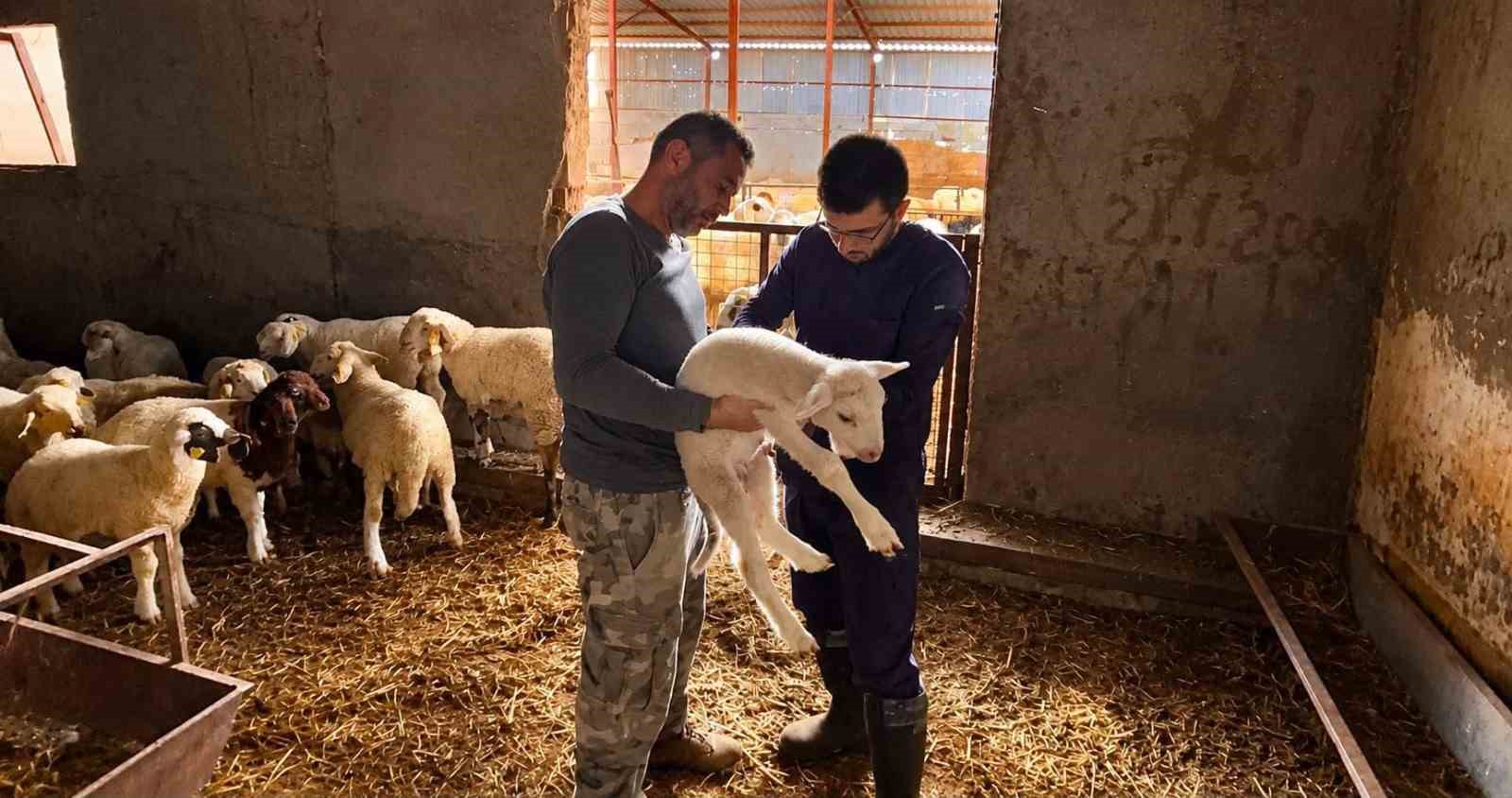Küçükbaş hayvanlara yönelik aşılama çalışmaları sürüyor
