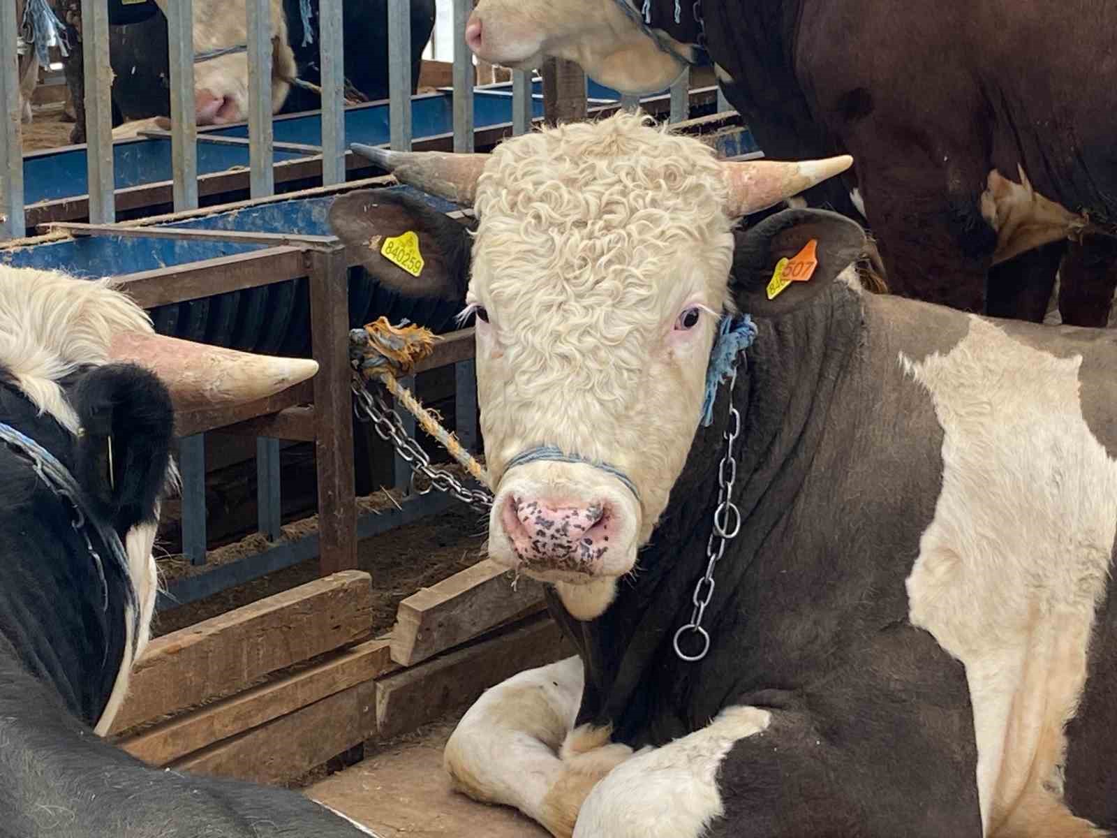 Kurbanlıkta küpe, yaş ve sağlık uyarısı
