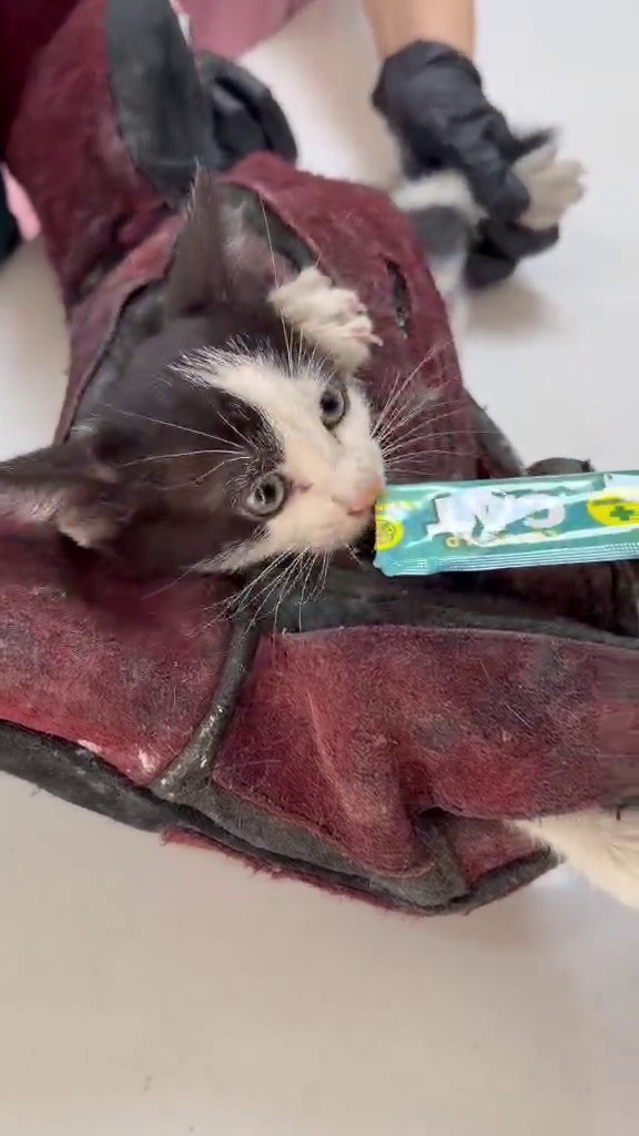 Kurtardığı kedi aracının motoruna girdi
