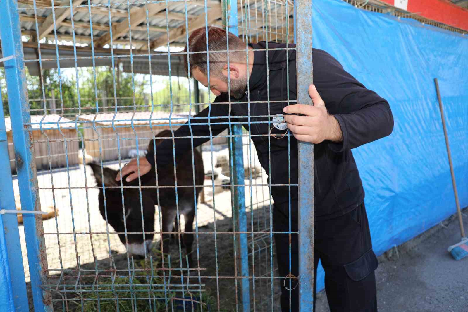 Mahalleye inen eşek ortalığı birbirine kattı
