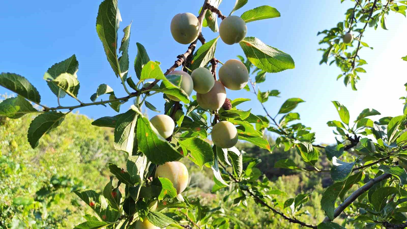 Manisa’da 138 yıllık lezzette hasat başladı
