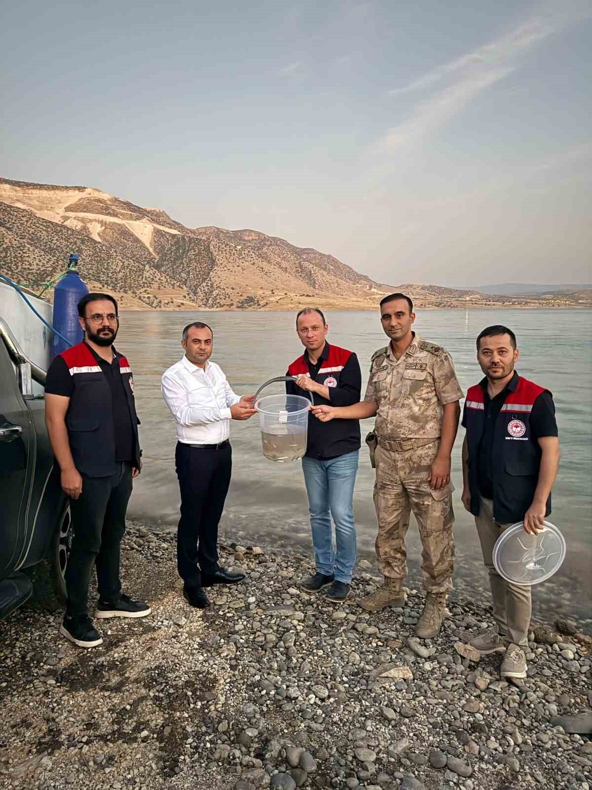 Mardin Ilısu Barajına 1 milyon şabut balığı bırakıldı

