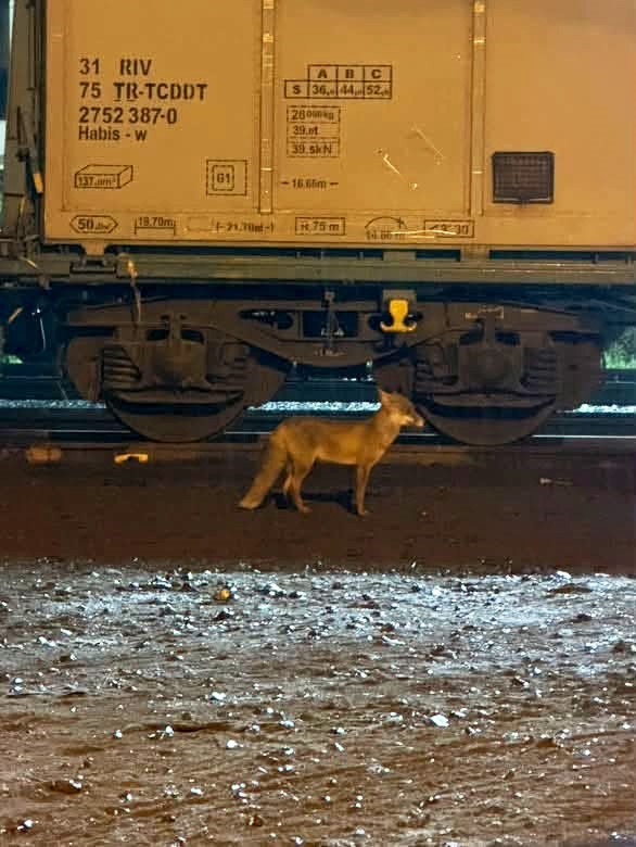 Muratlı’da tilki hareketliliği: Tren istasyonu yakınında görüldü
