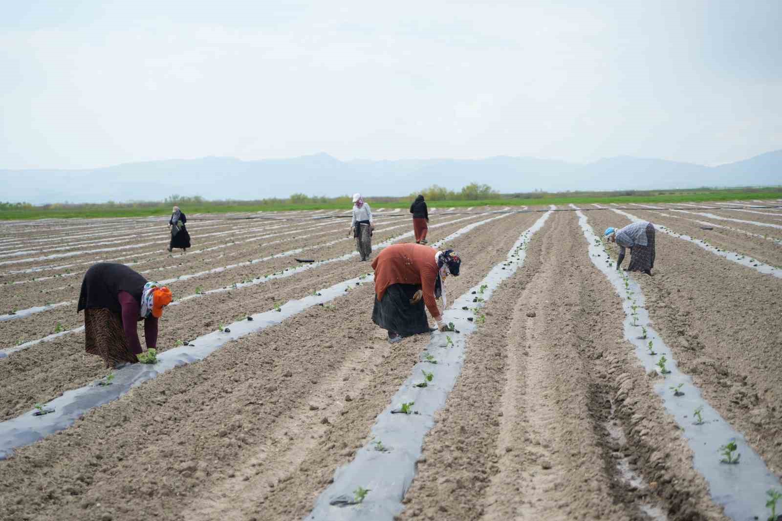 Muş’ta aromasıyla öne çıkan karpuzun ekimine başlandı
