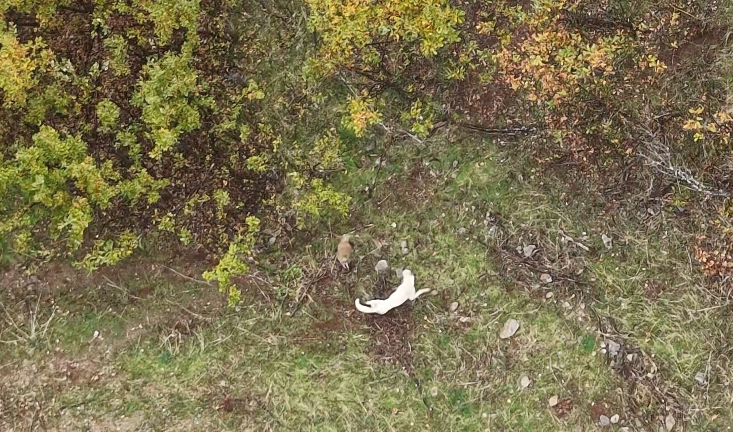 Muş’ta çoban köpeği ile porsuğun mücadelesi havadan görüntülendi
