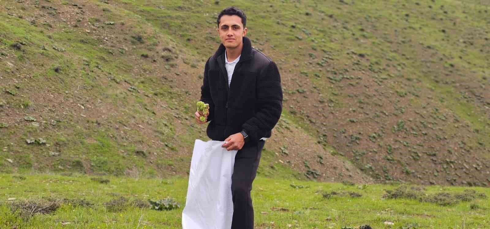 Muş’ta "Yayla muzu" mesaisi başladı
