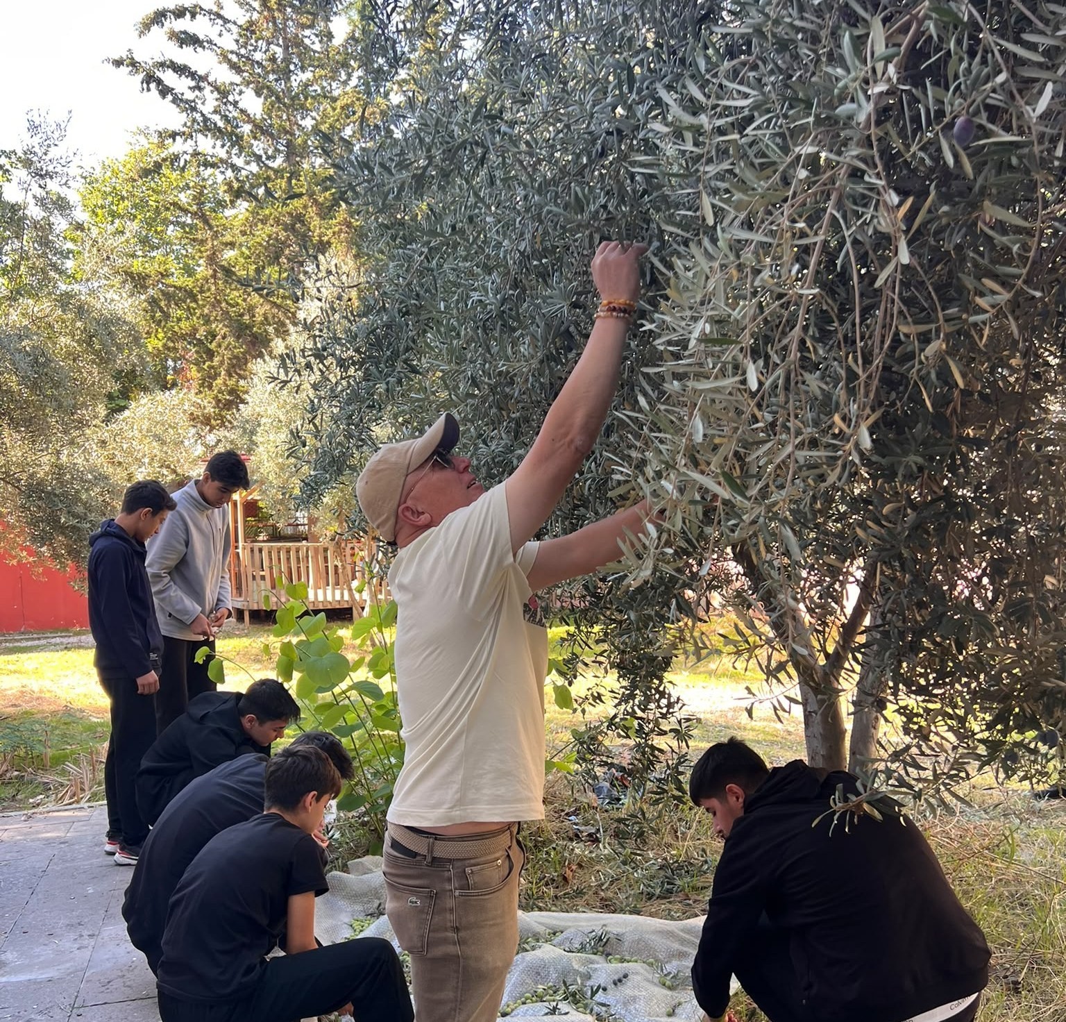 Nihal Erdem Anadolu Lisesi öğrencileri ihtiyaç sahibi arkadaşları için zeytin topladı
