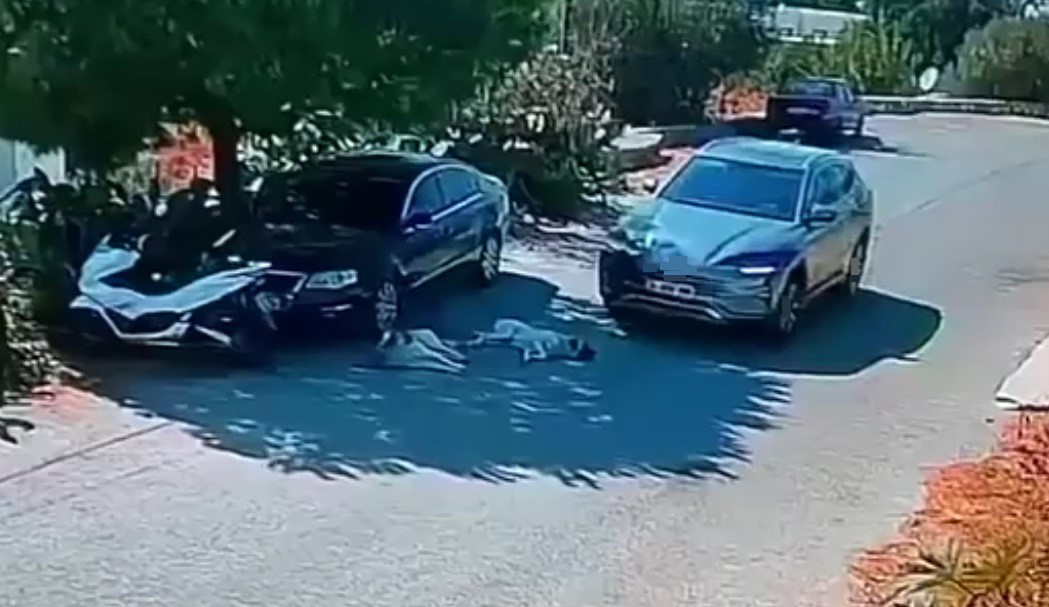 Otomobiliyle köpeklerin üzerinden geçti
