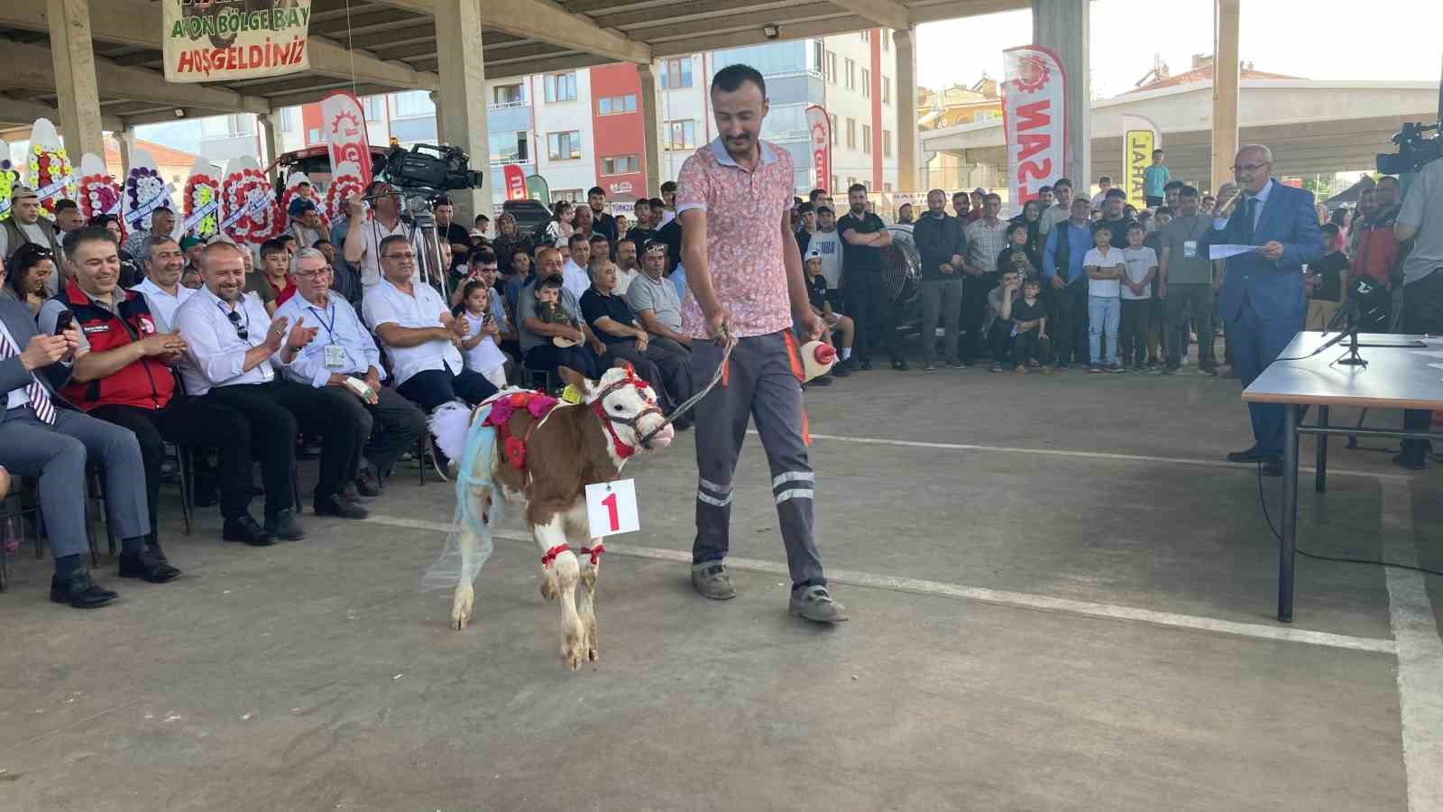 Otuz buzağı arasından en güzeli seçildi
