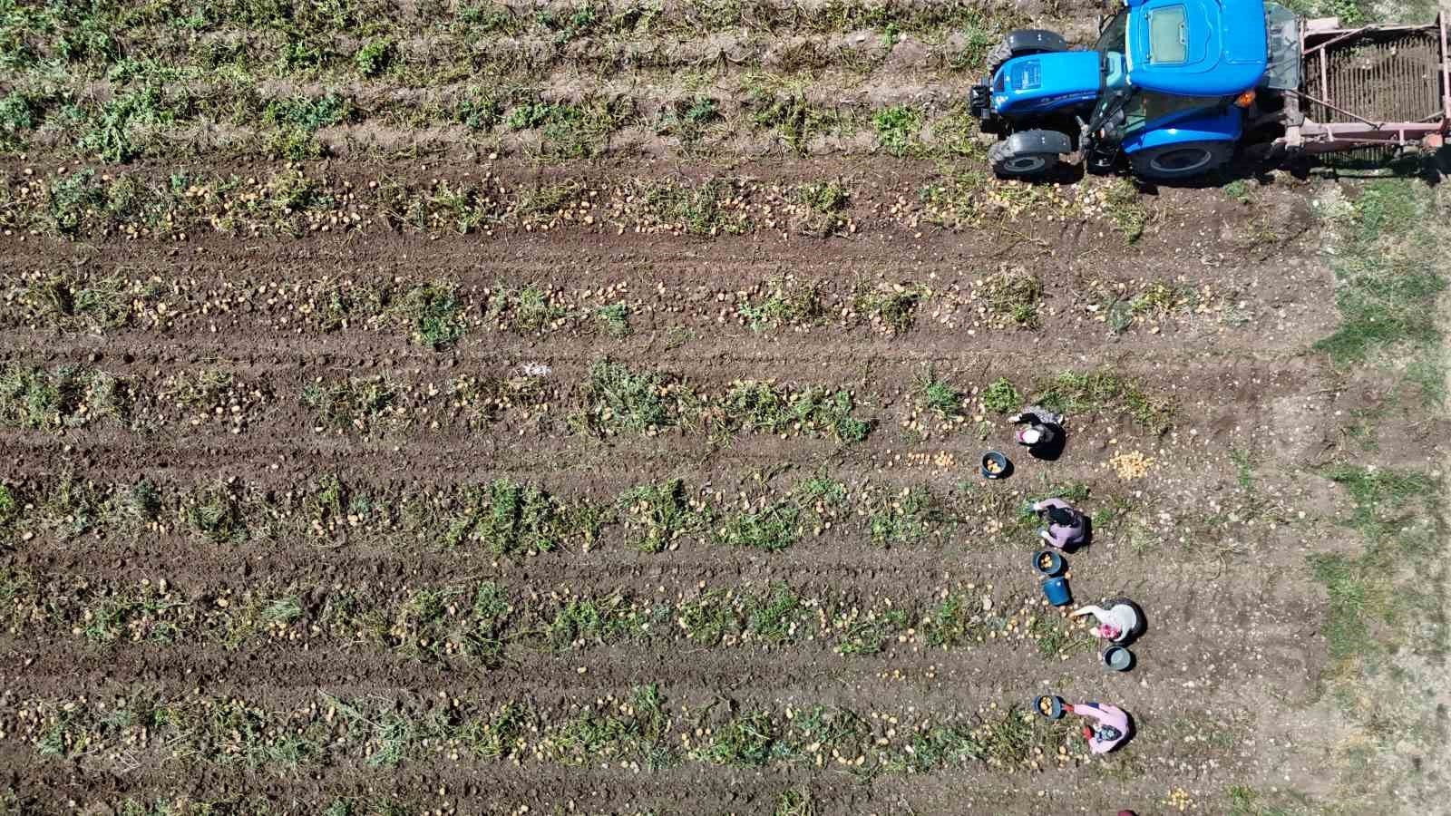 Patates diyarı Bolu’da zorlu hasat mesaisi başladı
