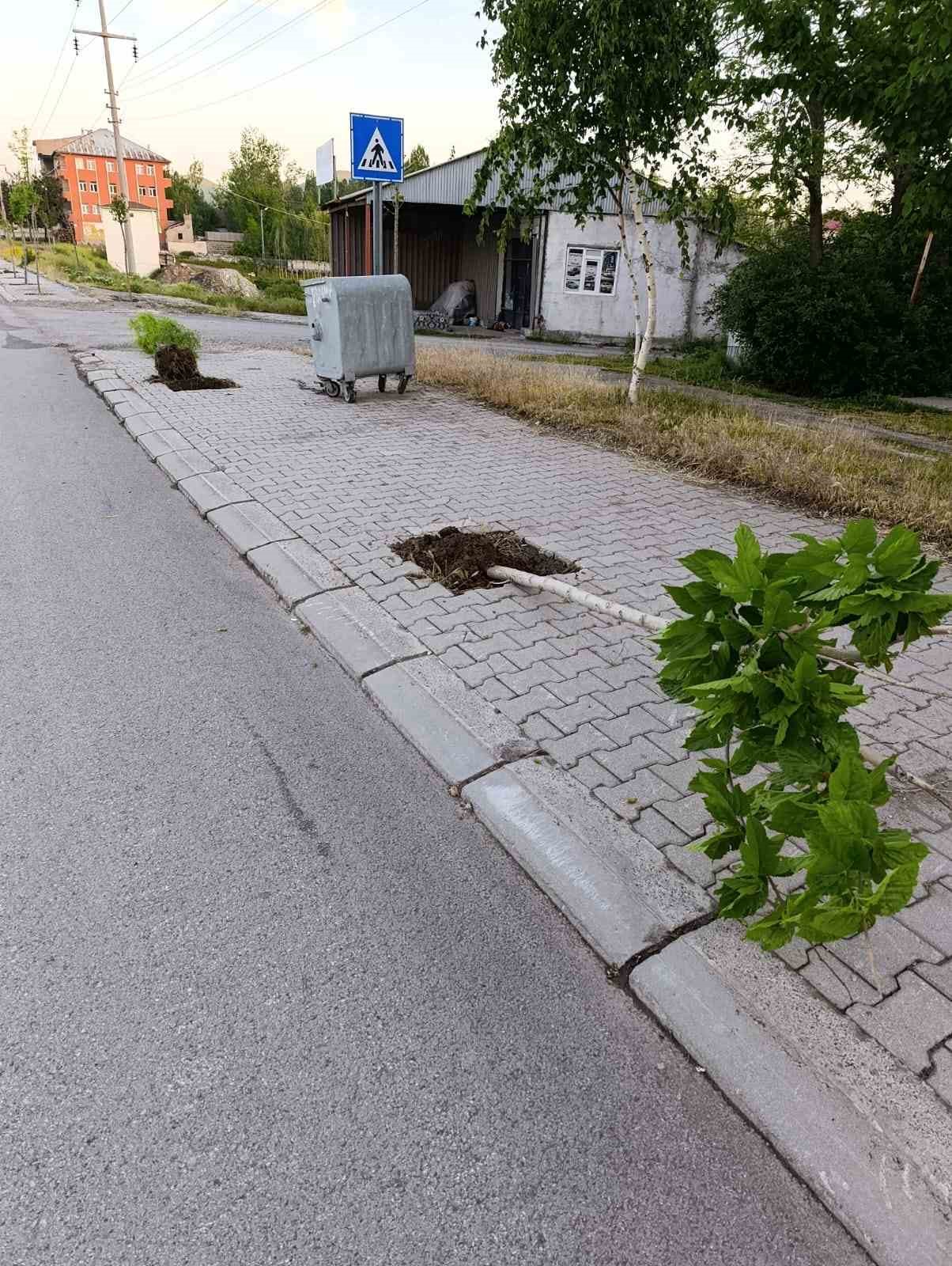 Patnos’ta yeni dikilen 15 ağaca zarar verildi
