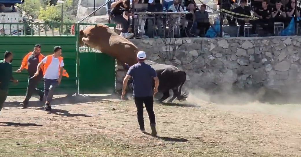 Rakibinden kaçan 600 kiloluk boğa olimpiyat sporcularına taş çıkardı
