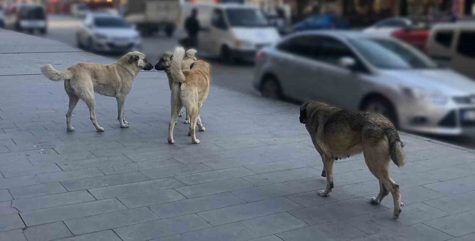 Sahipsiz köpeklerin tamamı yıl sonuna kadar barınaklara alınacak
