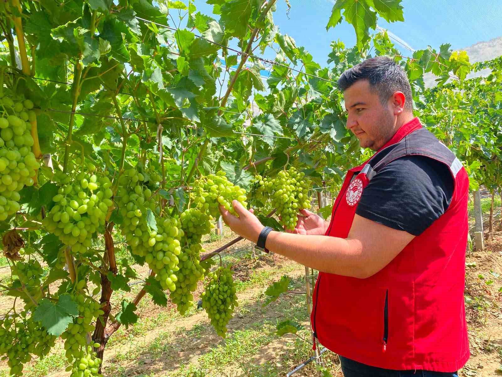 Sarıgöl’de erkence üzüm hasat dönemi yaklaşıyor
