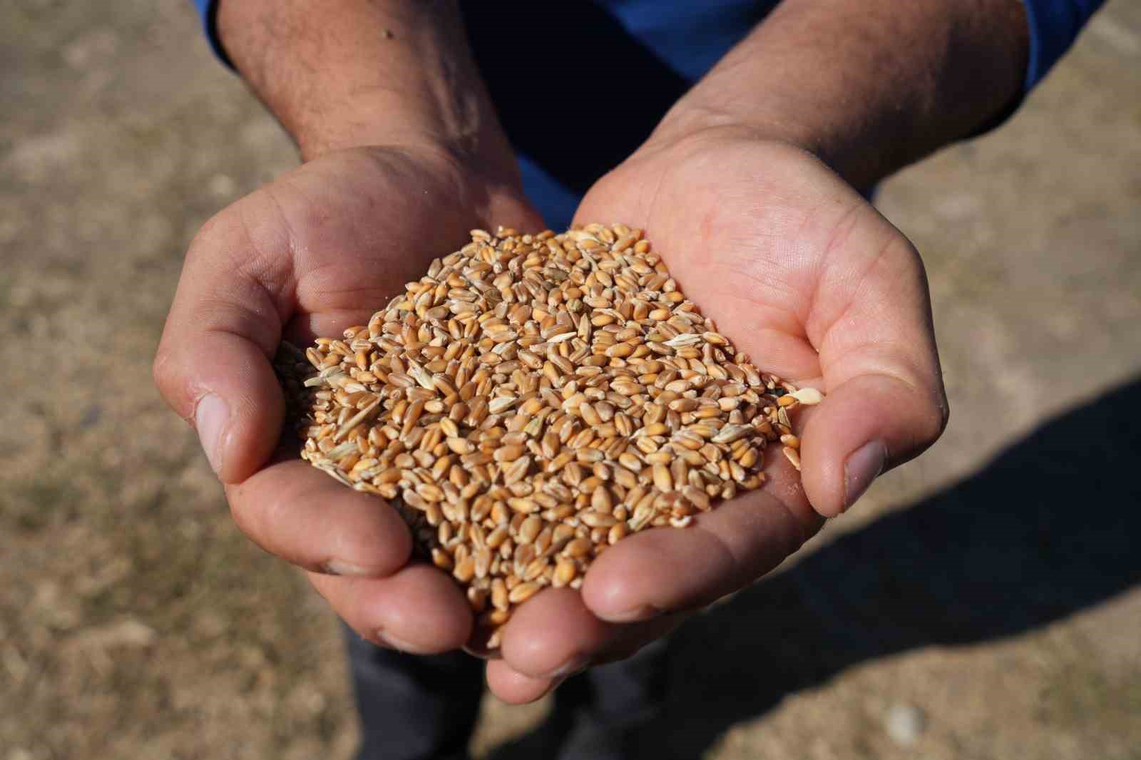 Sertifikalı tohum desteği başvuruları sürüyor
