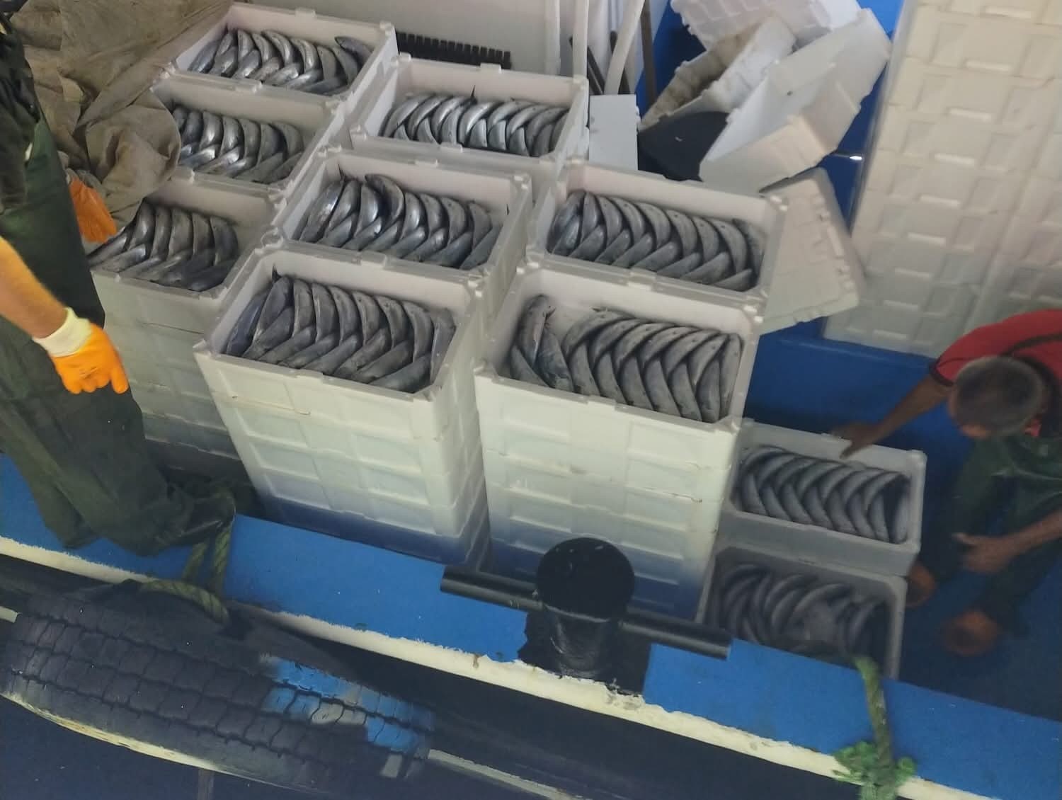 Sezonun ilk gününde avlanan palamutlar İnebolu Limanı’na geldi

