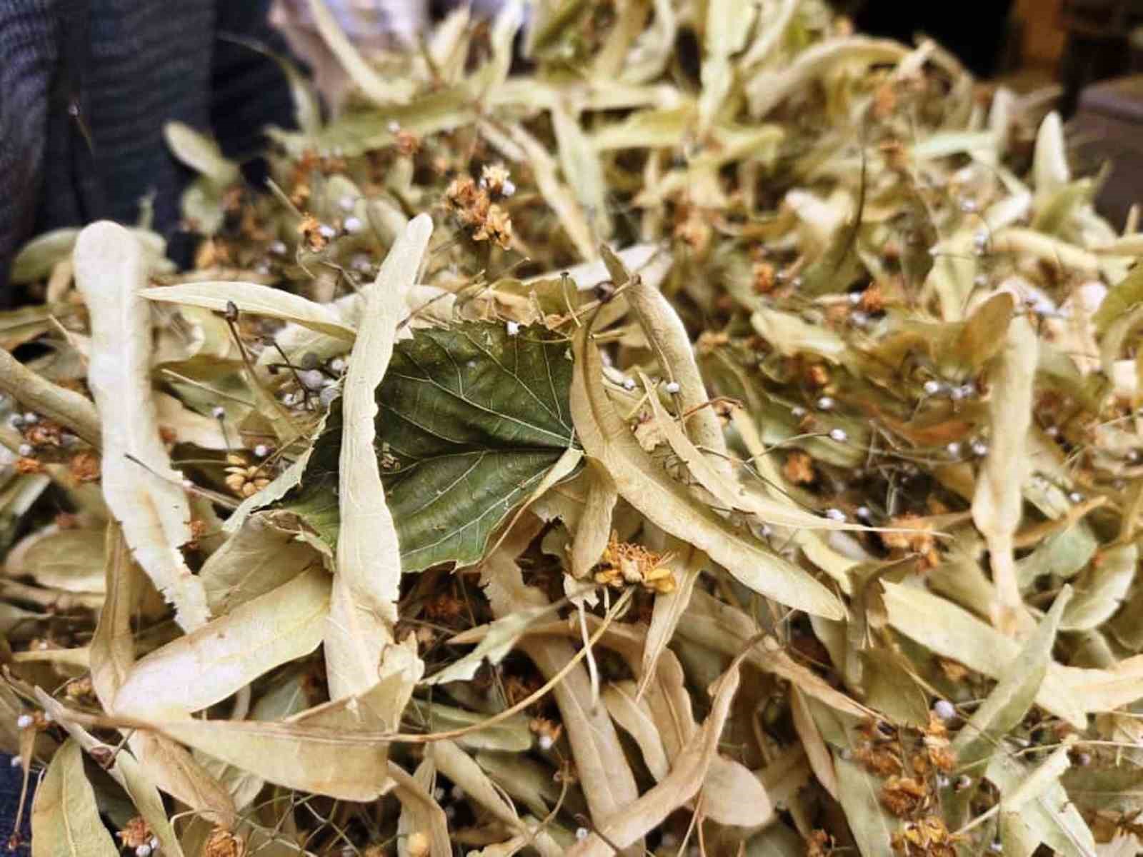 Şifa deposu ıhlamura ilgi arttı
