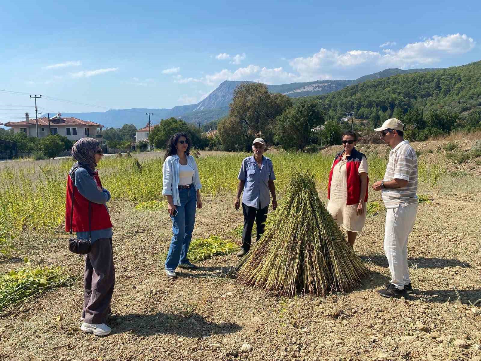 Susam yetiştiriciliğini destekleme projesinde saha kontrolleri başladı
