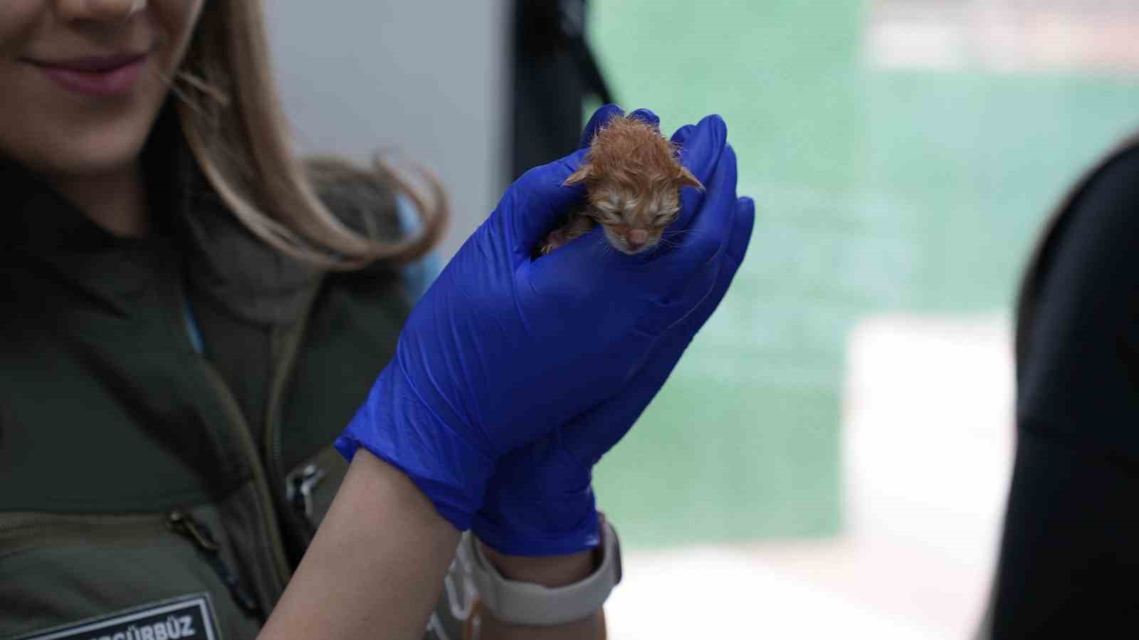 Süt anne kedi, 3 kediyi de sahiplendi

