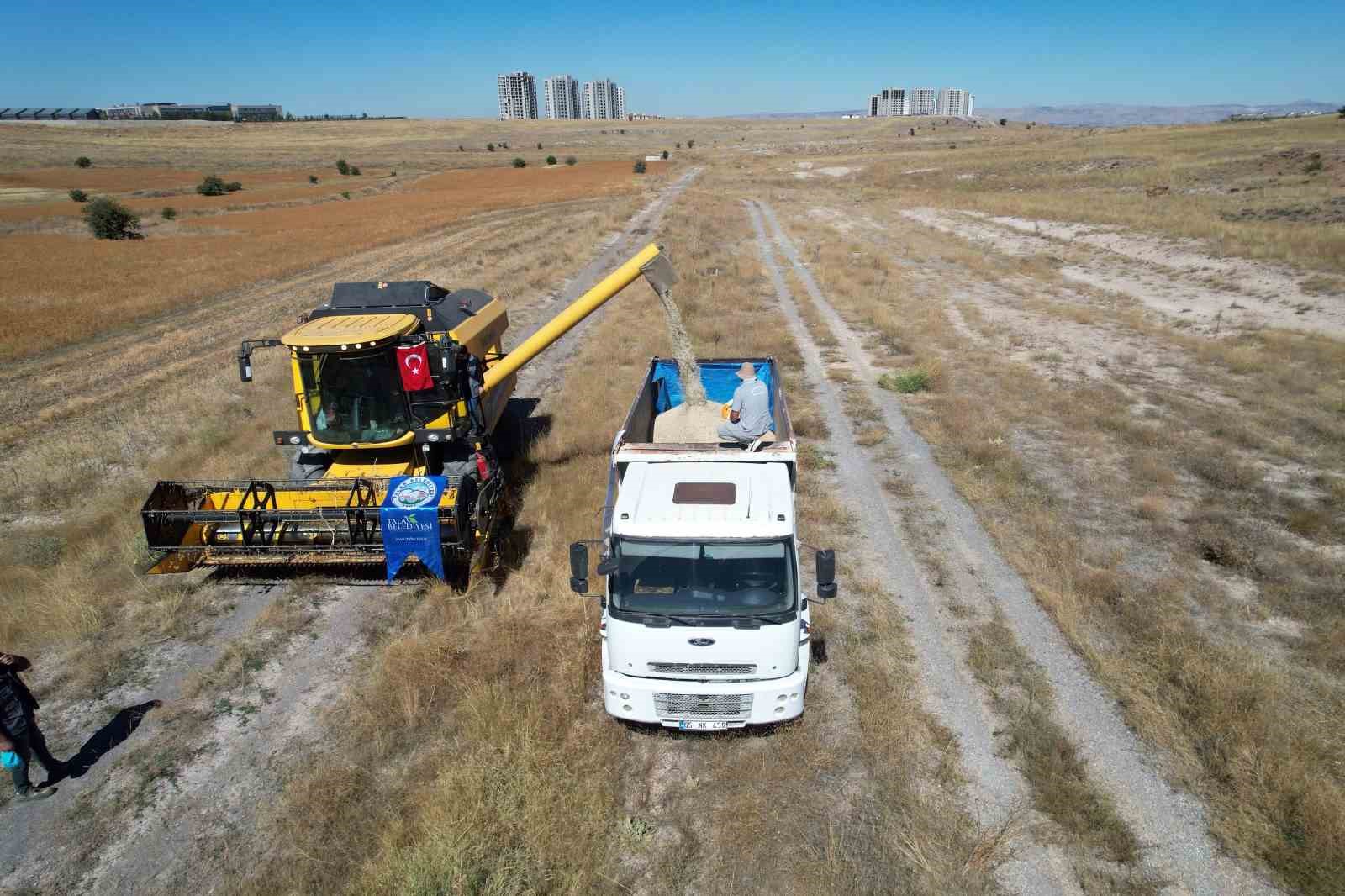 Talas’ta 300 dekarda aspir hasadı
