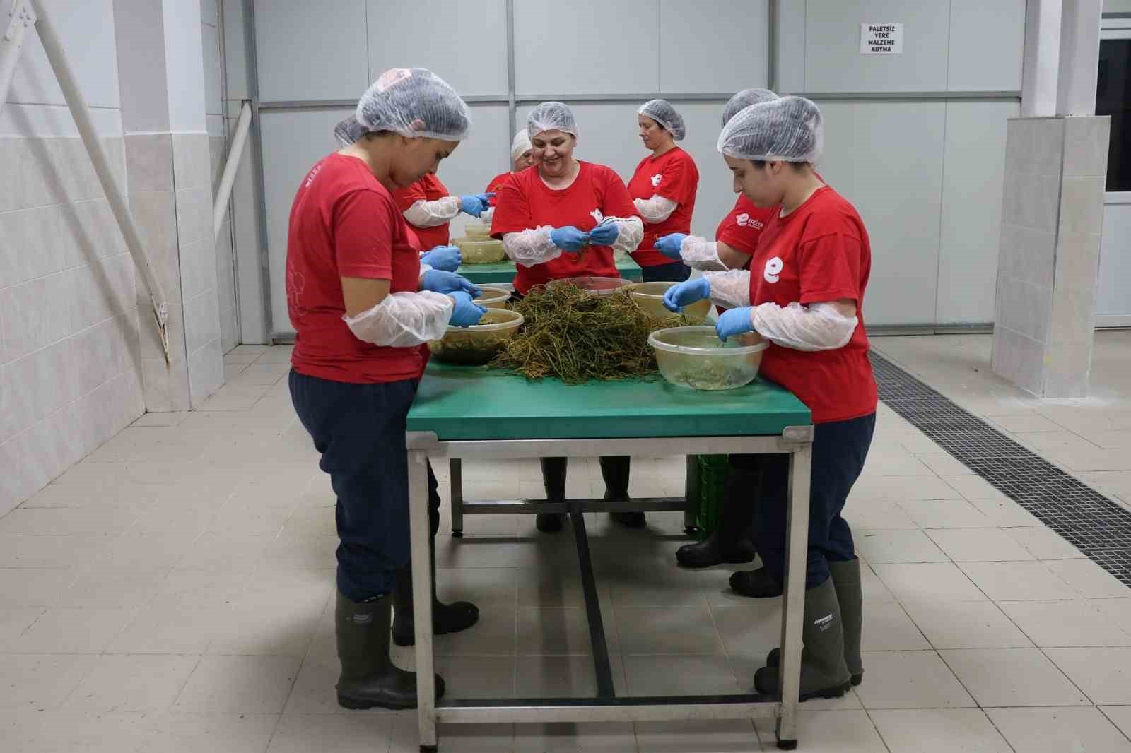 Tarımsal Ürün Fabrikası ile kadınlar üretiyor Efeler kazanıyor
