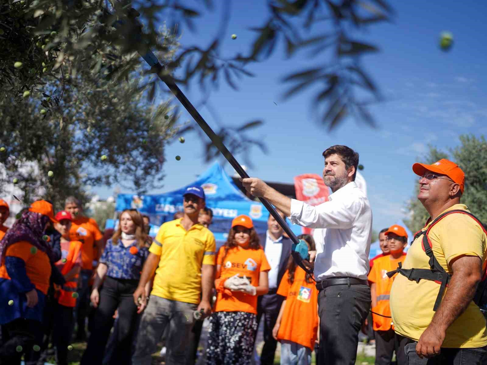 Tarsus’ta zeytinler lösemili çocuklar için toplandı
