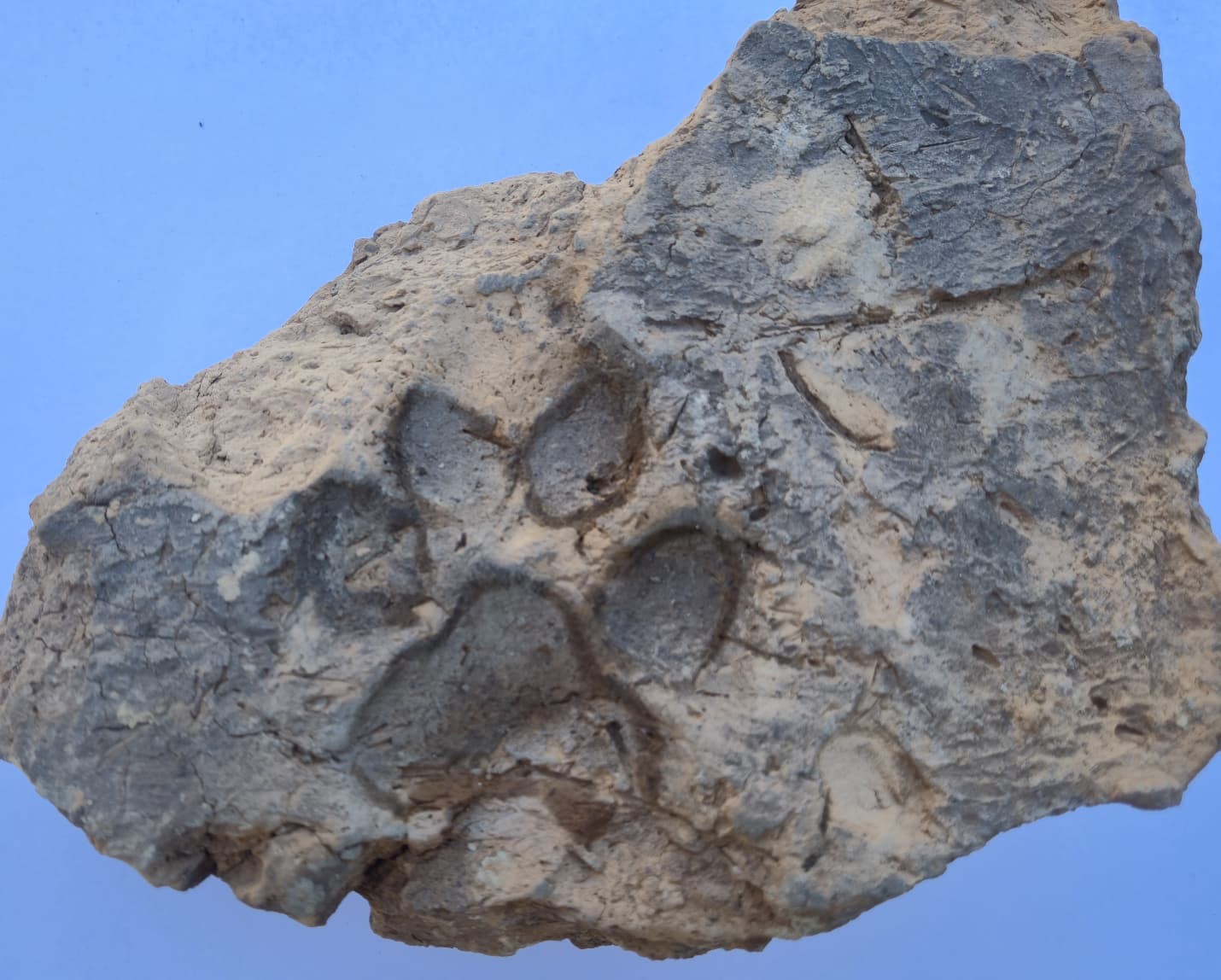 Tavşanlı Höyük’te 4 bin yıllık pati izi bulundu
