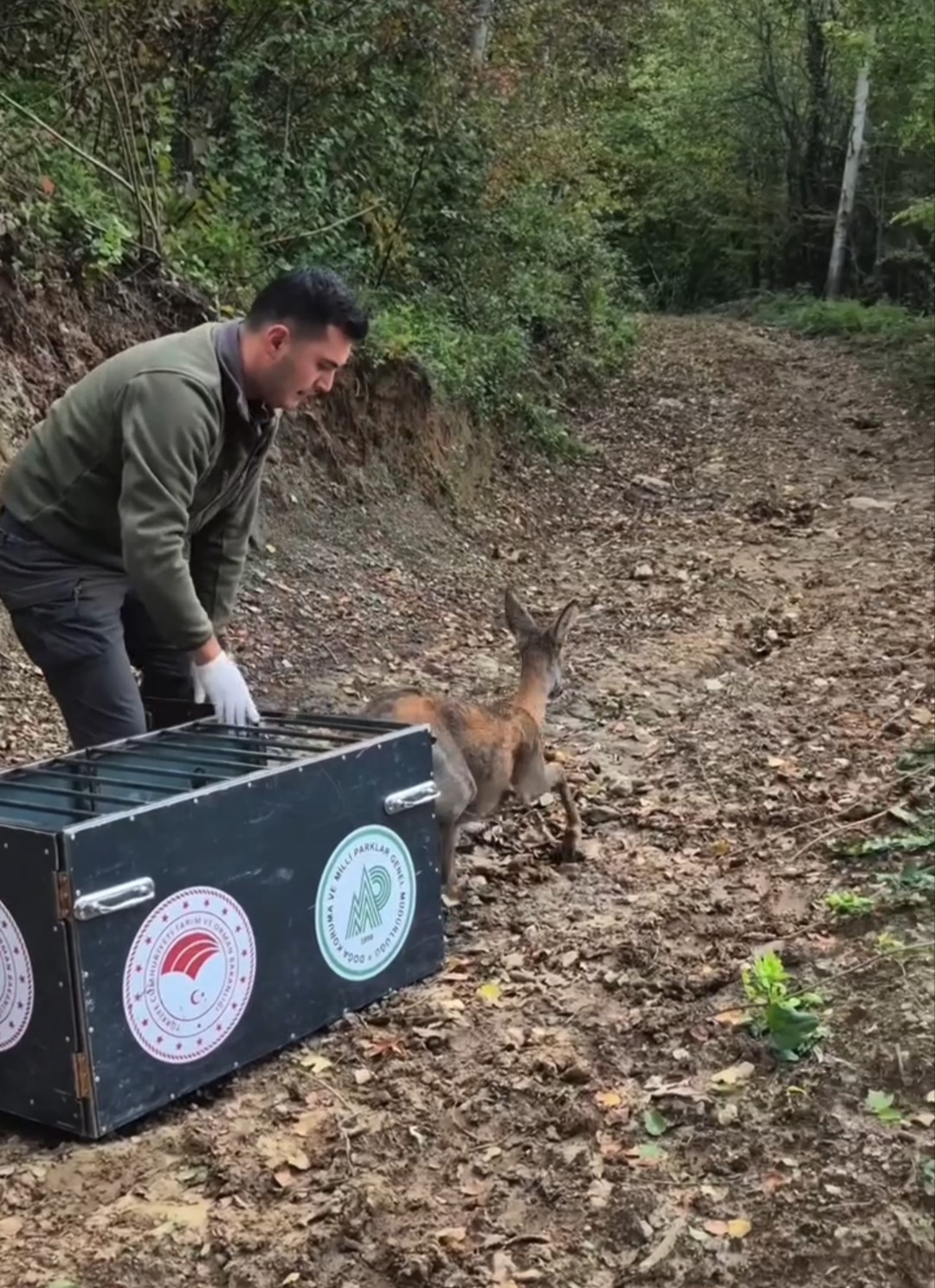 Tedavisi tamamlanan karaca doğal yaşam alanına salındı
