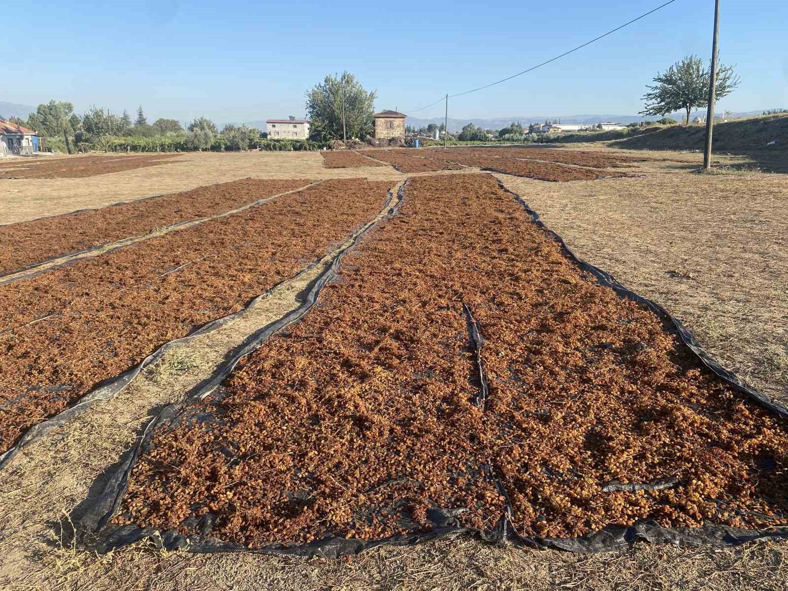 TMO’nun kuru üzüm alımı çiftçiyi rahatlattı
