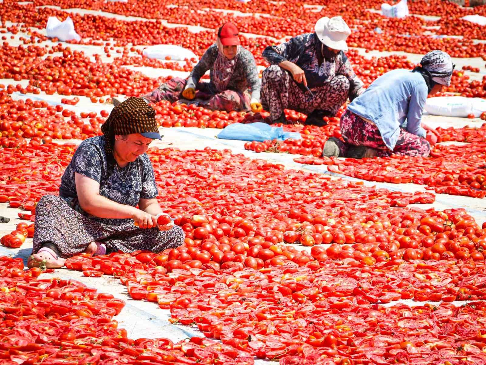 Torbalı’da "Kırmızı Altın" mesaisi
