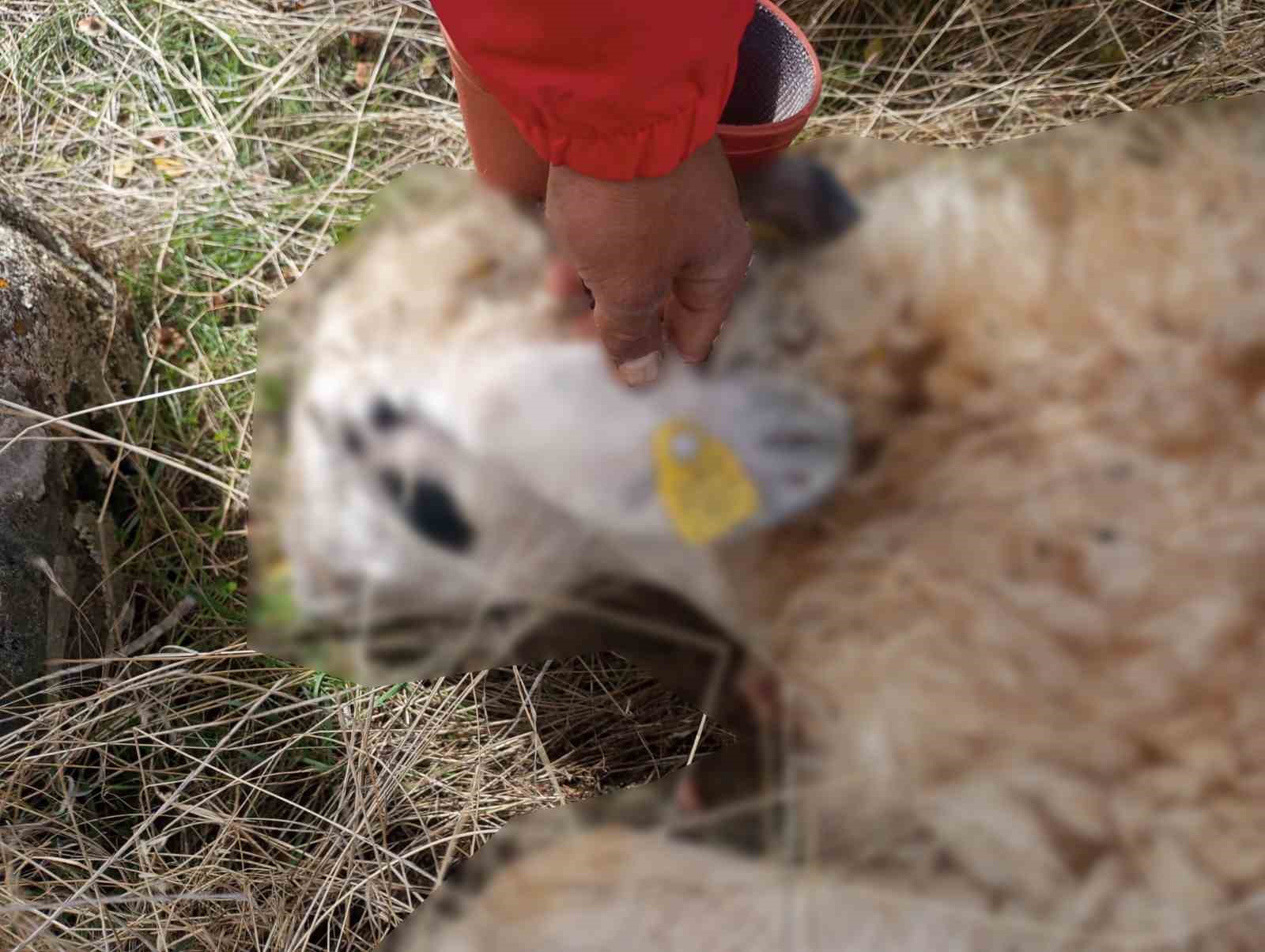 Tunceli’de kurt saldırısı: 14 koyun telef oldu
