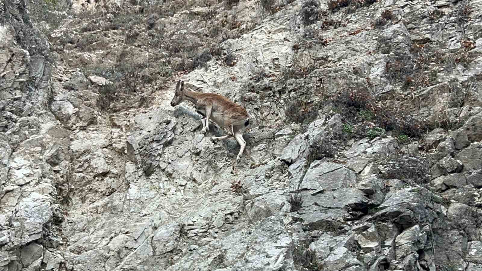 Tunceli’de nesli tükenme tehlikesi altında olan dağ keçisi görüntülendi
