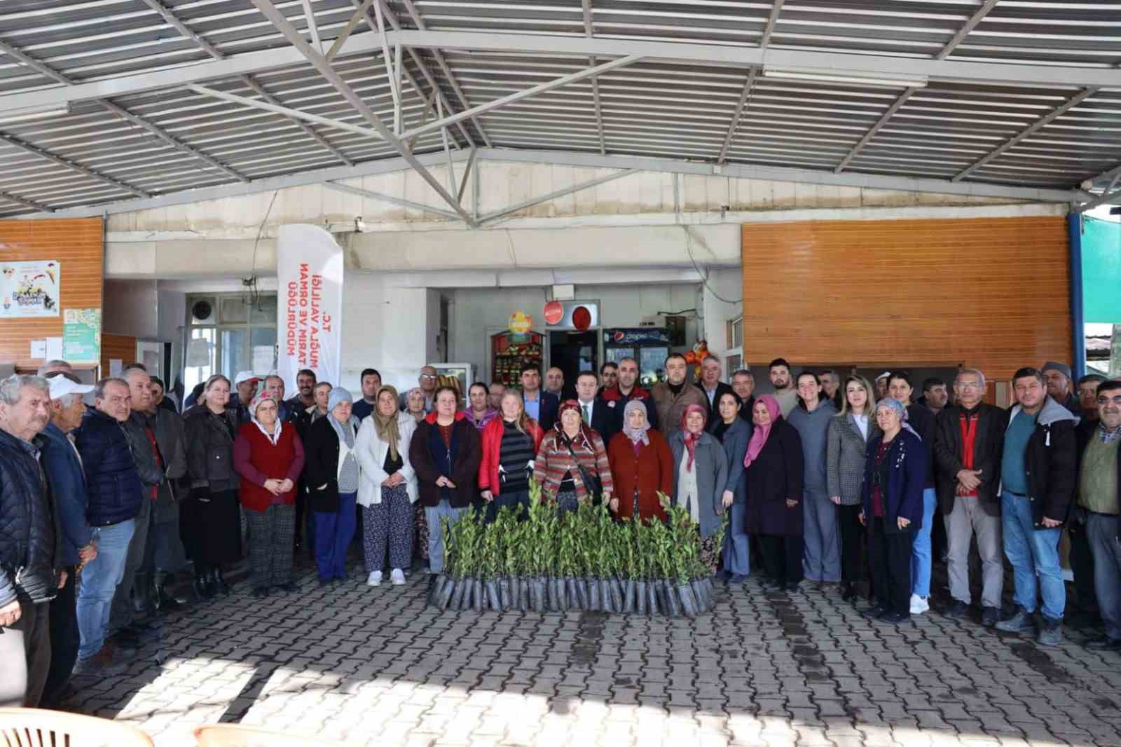 Ula’da üreticilere 38 bin defne fidanı dağıtıldı
