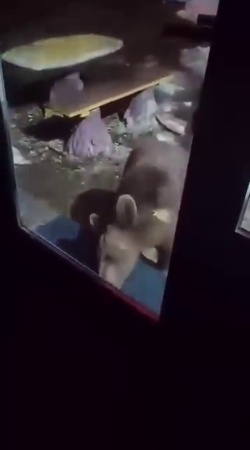 Uludağ'da ayı ailesi kamerada...Ani hareket paniğe neden oldu