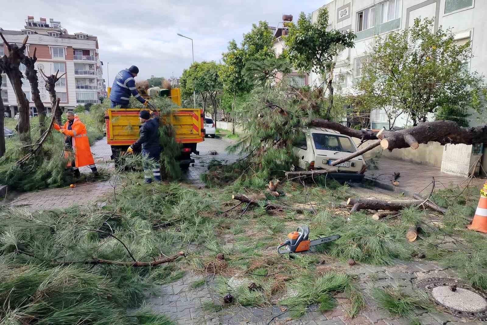 Üzerine ağaç devrilen park halindeki araç zarar gördü
