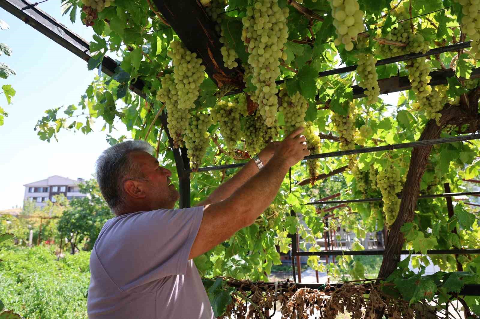 Üzüm tutkusu 650 çeşitlik koleksiyona dönüştü
