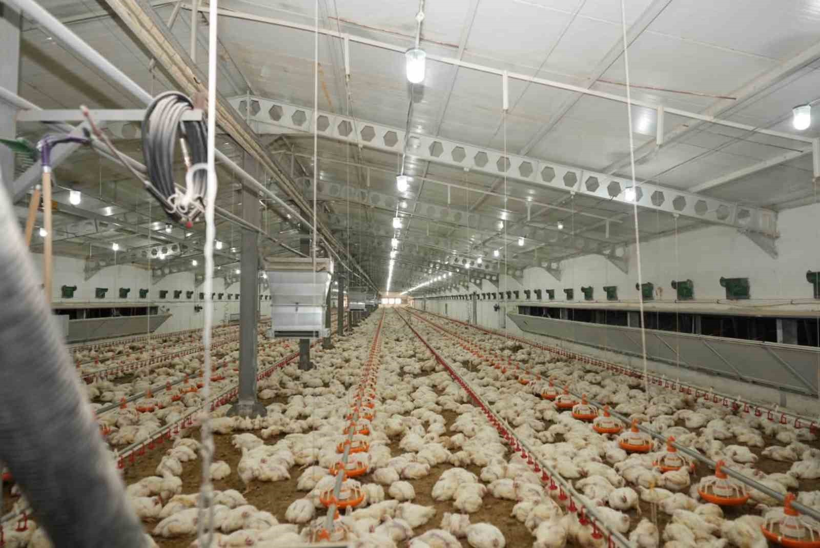 Üzümlü’de tavuk çiftliğinde inceleme yapıldı
