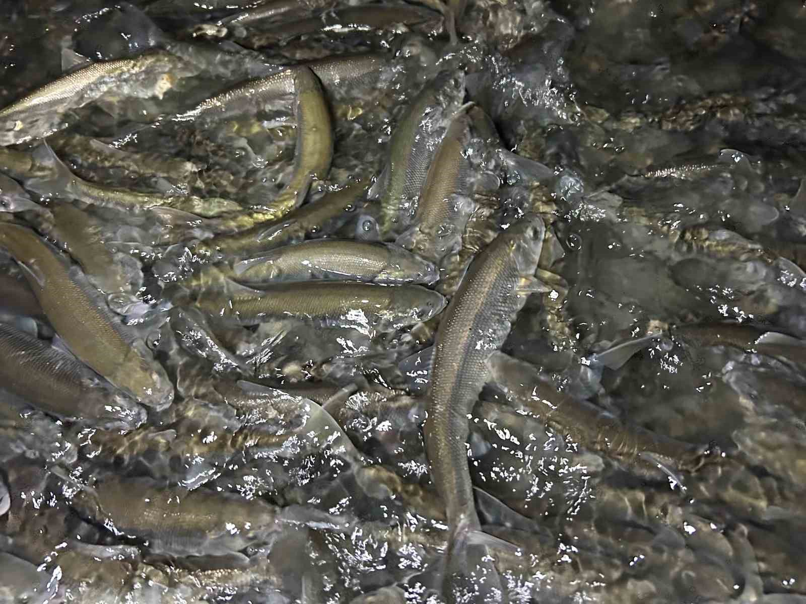 Van Gölü’nde inci kefali göçü başladı: Ekipler sağanak yağış altında nöbette
