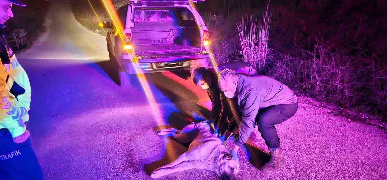 Yaralı köpek ihbarına jandarma müdahale etti
