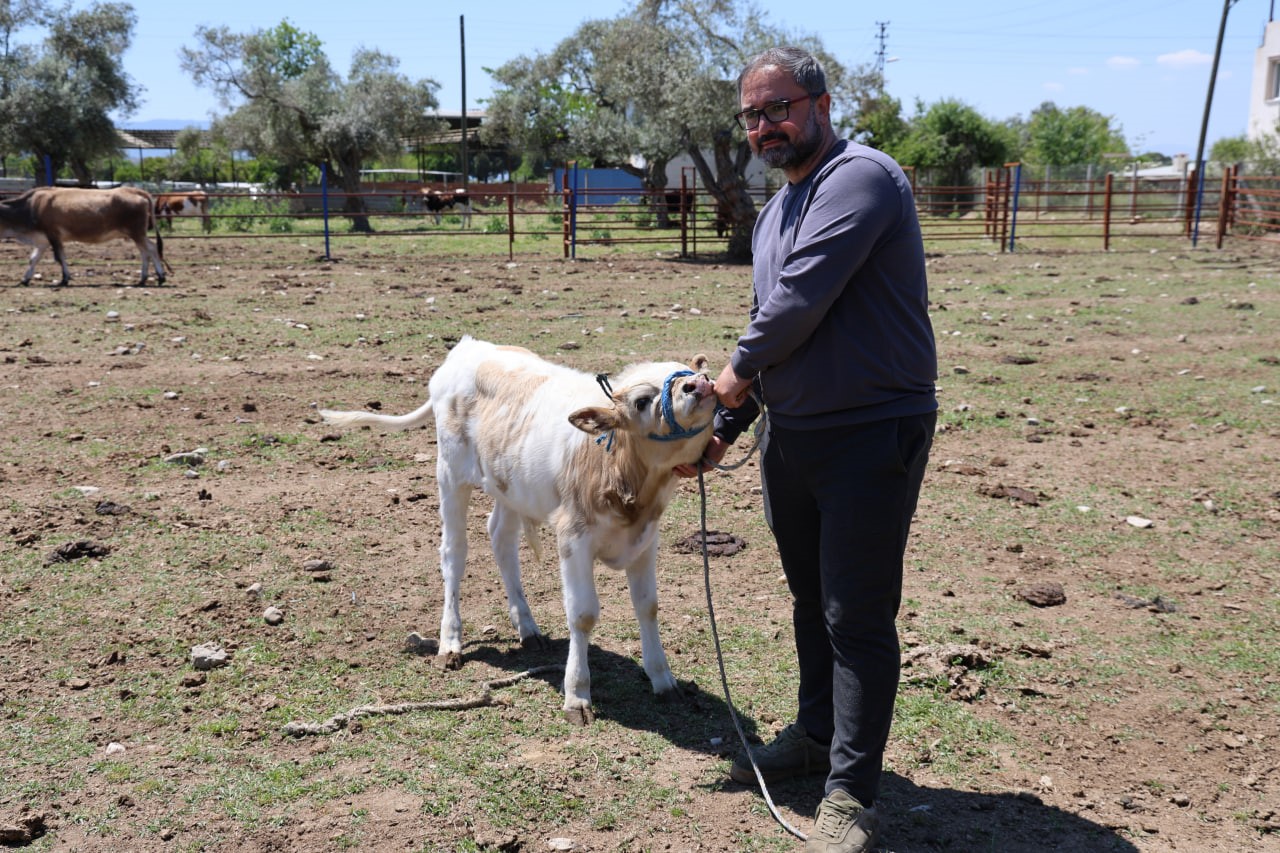 Yerli ırklar daha dayanıklı
